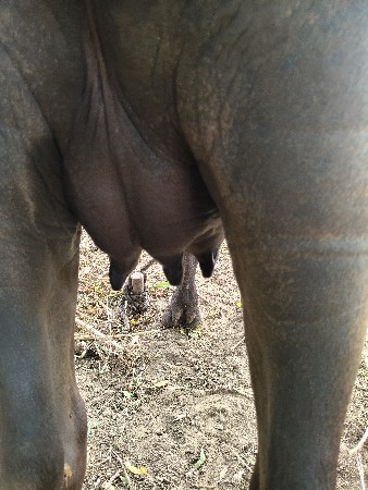 ખડેલોવેચવાનોછે .20.દિવસનોકાચો