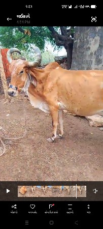ગાય વેચવાની છે