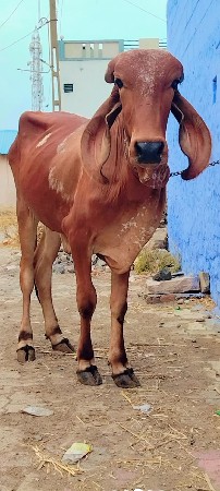 ગીર વાછડી વેચવાની છે
