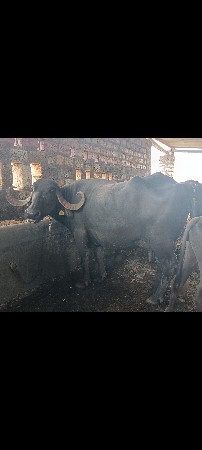 5 દિવસ ની કાચી