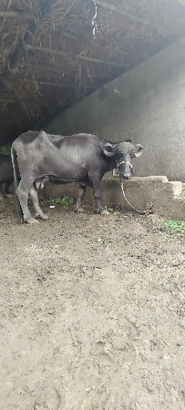 ભેંસ
