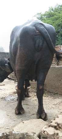 તાલુકો જીલ્લો પોરબંદર ગામ મંડેર