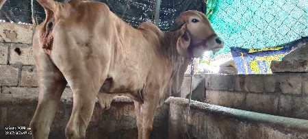 વડકુ વેસવાનુ છે