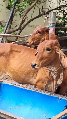 બે વાસરડી