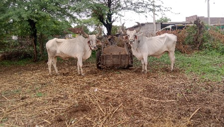 Junagarh Jila besan talukadi Road