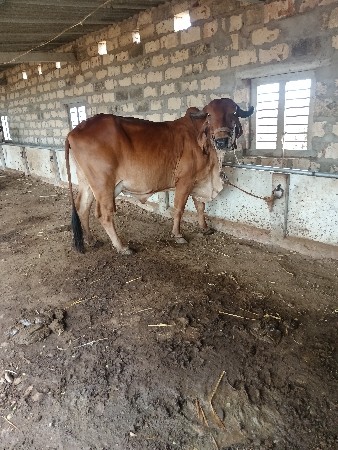 ત્રીજું વેતર