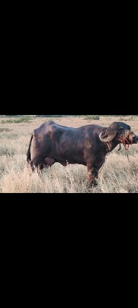 આ ભેંસ વેચવાની છે