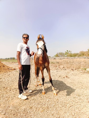 આ વછેરી વેચવાની છે 16 મહિના ની
