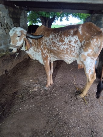 કાબરી ગીર ગાય વેચવાની છે