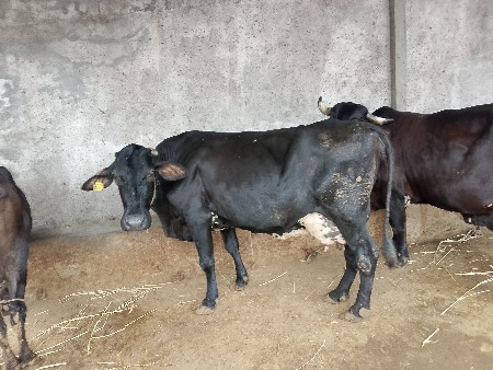 ગીર કૉરષ ગાય દેવાની સૈ