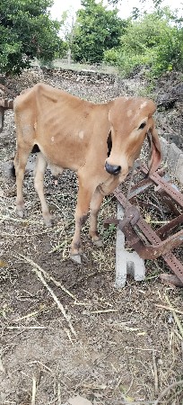 ગૌશાળા માટે આપવાનો છે