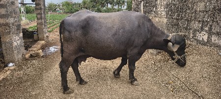 બીજા વેતરની ભેંસ વેચવાની છે.