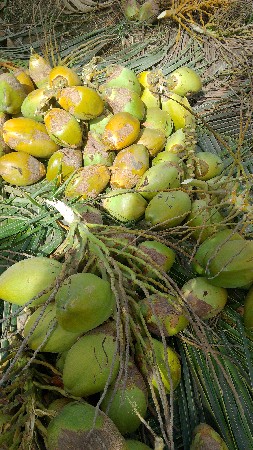 લીલા નાળિયેર આપવાના છે.