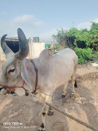બળદ વેશ વા નો સે