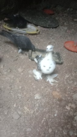 કબુતર વેચવાના છે