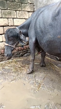 વેશવાની ત્રીજું વેતર
