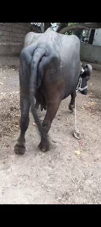 ભેંસ વેચવાની છે