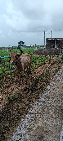 બળદ વેચવાનો છે ડાબી બાજુ હાલે