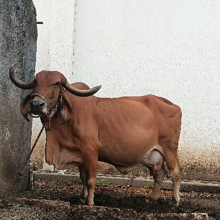 ગાય વેચવાની છે