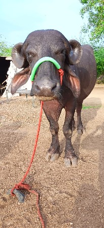 પલી વેતર ચાર દાત પાડી