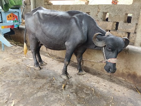 ખડેલી વેસવાની છે