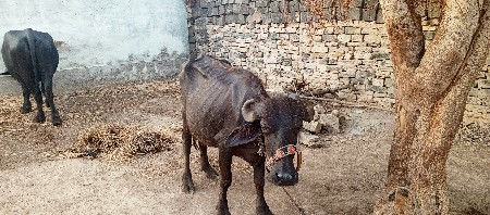વેચવાનું છે
