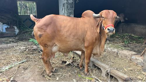 ગાય આપી દેવાની છે