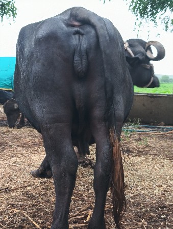 2  વેતરનીખડેલીછે