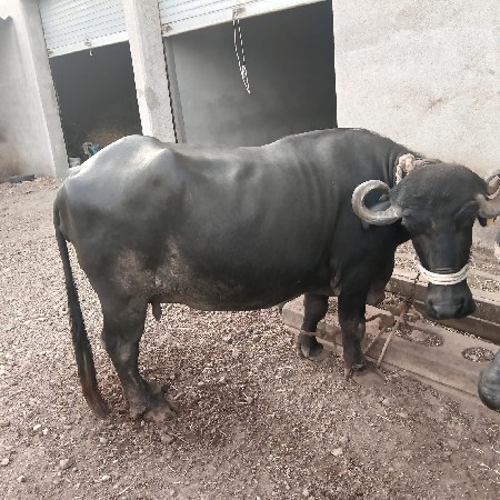ભેસ વેચવાની છે.