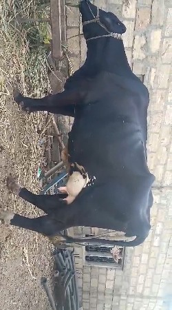 ગાય વેચવાની છે