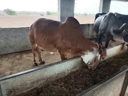 ગાય વેચવાની છે