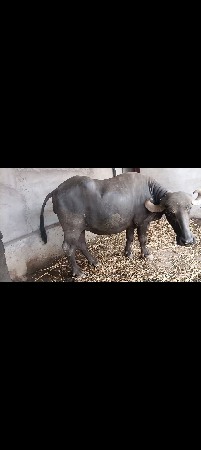 ભેંસ વેચવાની સે