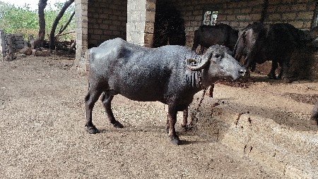 ભેંસ વેચવાની છે
