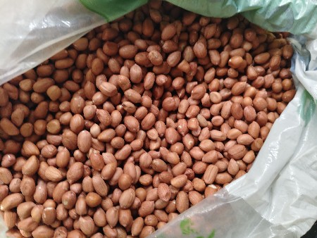મગફળી ના દાણા 37