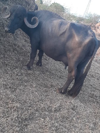 ભેંસ વેચવાની છે