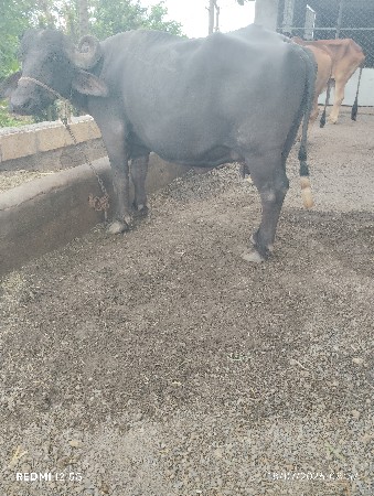 ભેંસ વેચવાની છે