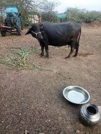ભેંસ વેચવાની છે