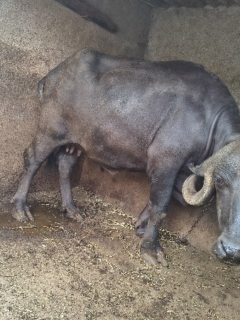 khadeli vechvani che