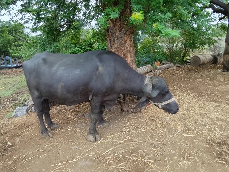 ભેસ વેચવાની છે