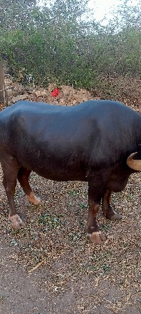 કુવાડિયા