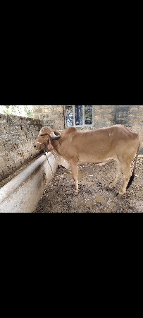 ગીર હોળકી વેચવાની છે.