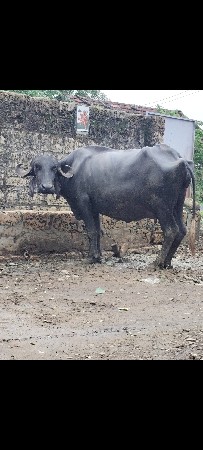 પેલું વેતર ખંડેલી વેસવાની સે
