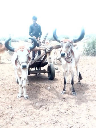 જામનગર જીલ્લો ભાવનગર તાલુકો