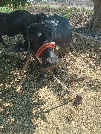દશક દિવસની કાશી છે