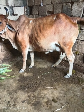 દેશી ગાય વેચવાની છે