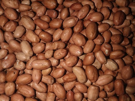 માં બિયારણ  વરદાન  20 બોલ