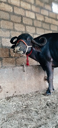 ખડેલી વેશ વાની છે સાટા પણ કરસુ