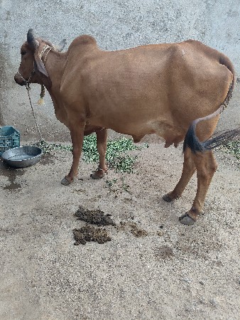 ગાય વેચવાનિછે