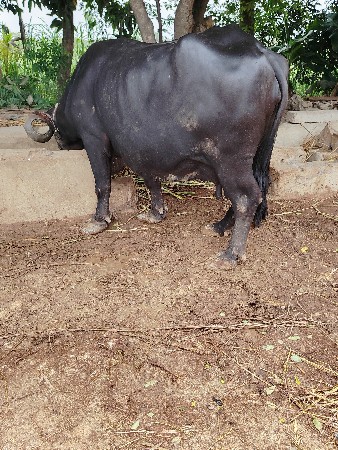 ભેસ વેચવાની છે