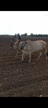 બળદ વેચવાના છે